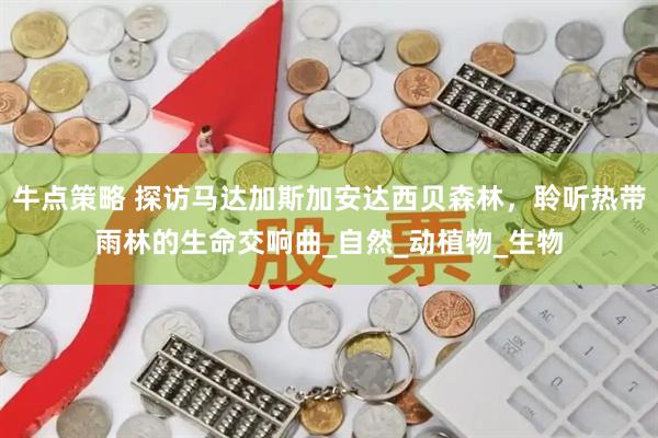 牛点策略 探访马达加斯加安达西贝森林，聆听热带雨林的生命交响曲_自然_动植物_生物
